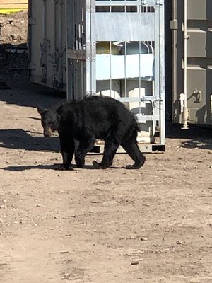 Boo Boo the bear, an unofficial mascot for Eglise Village at the Turn, frequently visits the work site. IMG_0071 450x600
